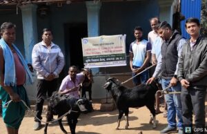 जुनवानी में गैर-वर्णनात्मक नर बकरों का बधियाकरण