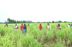 लेमनग्रास की खेती- किसानों के लिए कमाई का उत्तम विकल्प