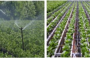 प्रधानमंत्री कृषि सिंचाई योजना : स्प्रिंकलर एवं ड्रिप सिंचाई से किसानों को बहुआयामी लाभ