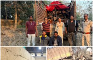 वन विभाग रायगढ़ ने अवैध तस्करी का किया भंडाफोड़, भारी मात्रा में खैर लकड़ी बरामद