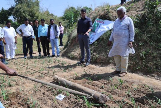 सलखिया में 50 किसान जैविक तरीके से कर रहे रागी की खेती, ग्रीष्मकालीन धान के स्थान पर रागी पर फोकस