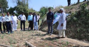 डीएमएफ मद से 50 किसान कर रहे रागी की ऑर्गेनिक खेती, कलेक्टर ने खेतों में पहुंचकर लिया जायजा