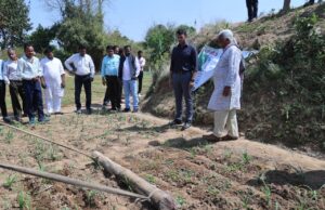 डीएमएफ मद से 50 किसान कर रहे रागी की ऑर्गेनिक खेती, कलेक्टर ने खेतों में पहुंचकर लिया जायजा