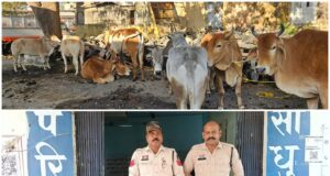 अवैध गोवंश परिवहन करने वालों पर पुलिस की बड़ी कार्रवाई – 7 मवेशी तस्करों को किया गिरफ्तार,दो पिकअप वाहन जब्त, 18 गौवंश तस्करी से मुक्त