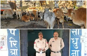 अवैध गोवंश परिवहन करने वालों पर पुलिस की बड़ी कार्रवाई – 7 मवेशी तस्करों को किया गिरफ्तार,दो पिकअप वाहन जब्त, 18 गौवंश तस्करी से मुक्त