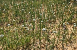 ड्रोन सर्वे से बड़ी सफलता: जिला प्रशासन ने अवैध अफ़ीम खेती का किया भंडाफोड़,दोनों आरोपी हिरासत में, कड़ी पूछताछ और कारवाही जारी