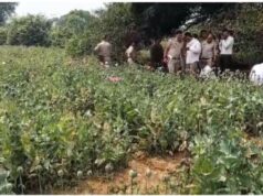 रायगढ़ में पकड़ाया अवैध अफीम खेती, जानिए पूरा मामला