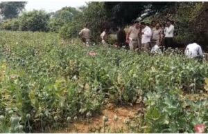 रायगढ़ में पकड़ाया अवैध अफीम खेती, जानिए पूरा मामला