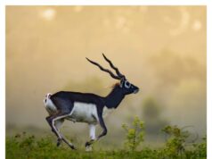 बारनावापारा अभयारण्य :काले हिरण पुनरुद्धार क़ी नई मिसाल,प्रधानमंत्री ने ‘मन क़ी बात’ में क़ी सराहना