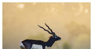 बारनावापारा अभयारण्य :काले हिरण पुनरुद्धार क़ी नई मिसाल,प्रधानमंत्री ने ‘मन क़ी बात’ में क़ी सराहना