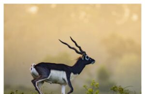बारनावापारा अभयारण्य :काले हिरण पुनरुद्धार क़ी नई मिसाल,प्रधानमंत्री ने ‘मन क़ी बात’ में क़ी सराहना