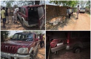 पुलिस की बड़ी सफलता — गौवंश तस्करी की कोशिश नाकाम, तस्कर स्कार्पियो वाहन छोड़ फरार