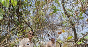 नशे के कारोबारी पर पुलिस का सख्त एक्शन,पुलिस ने रेड कार्रवाई कर 50 लीटर महुआ शराब के साथ आरोपी किया गिरफ्तार