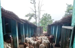 अजगर और जहरीले सांपों के बीच घेराबंदी कर मवेशियों को कराया गया सुरक्षित मुक्त