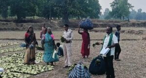 तेन्दूपत्ता संग्राहकों के खाते में पहुंच रही खुशियों की सौगात