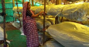 मजदूरी से स्वरोजगार तक का प्रेरक सफर, मशरूम उत्पादन से सालाना डेढ़ लाख रुपये की आय