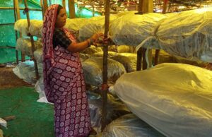 मजदूरी से स्वरोजगार तक का प्रेरक सफर, मशरूम उत्पादन से सालाना डेढ़ लाख रुपये की आय