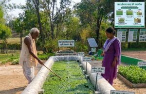 हरी खाद से कम होगी लागत और बढ़ेगी पैदावार