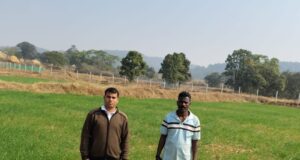 कम लागत, दोगुना फायदा : जशपुर के किसान ने गेहूं की खेती से बढ़ाई आमदनी