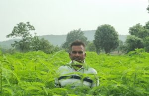 C.G. News पहले उगाया ढैंचा, फिर करेंगे धान की रोपाई