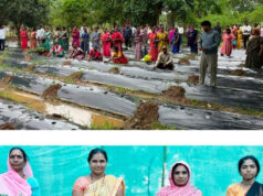 जलवायु परिवर्तन के दौर में किसानों के लिए वरदान बनेगी ग्राफ्टेड सब्जी: धमतरी में वैज्ञानिक प्रशिक्षण संपन्न