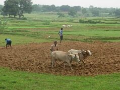 लगातार वर्षा के बाद धान की बुआई एवं रोपाई में तेजी लाने की सलाह