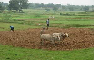 लगातार वर्षा के बाद धान की बुआई एवं रोपाई में तेजी लाने की सलाह