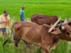 अपनी माटी और खेती-किसानी से मुख्यमंत्री श्री विष्णु देव साय का आत्मीय जुड़ाव