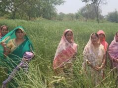 सेवा संकल्प अभियान; औषधीय खस की खेती से आत्मनिर्भरता की ओर बढ़ते कदम