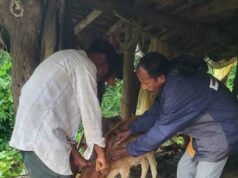 पशुधन को संक्रामक रोगों से बचाने जिले में चल रहा सघन टीकाकरण अभियान