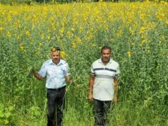 धान की जगह सन की खेती, लैलूंगा के किसानों ने बदली खेती की राह