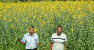 धान की जगह सन की खेती, लैलूंगा के किसानों ने बदली खेती की राह