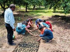 हर विकासखंड में मुनगा पौध उत्पादन और प्रबंधन का प्रशिक्षण, मैदानी अमला हो रहा दक्ष